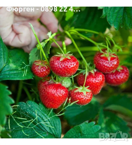   Ягода Малга , Морано и Клери Налични 3 сорта