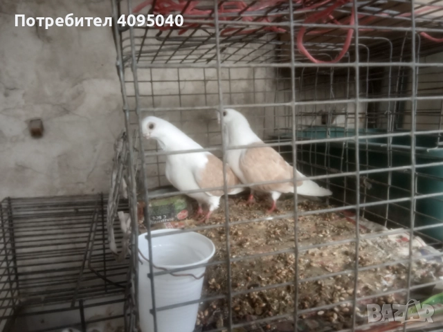 Продавам гълъби, снимка 4 - Гълъби - 51379486