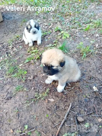 Продавам Каракачанки., снимка 1