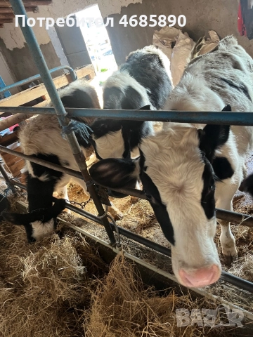 Черно шарени телета , снимка 3 - Крави - 52847848