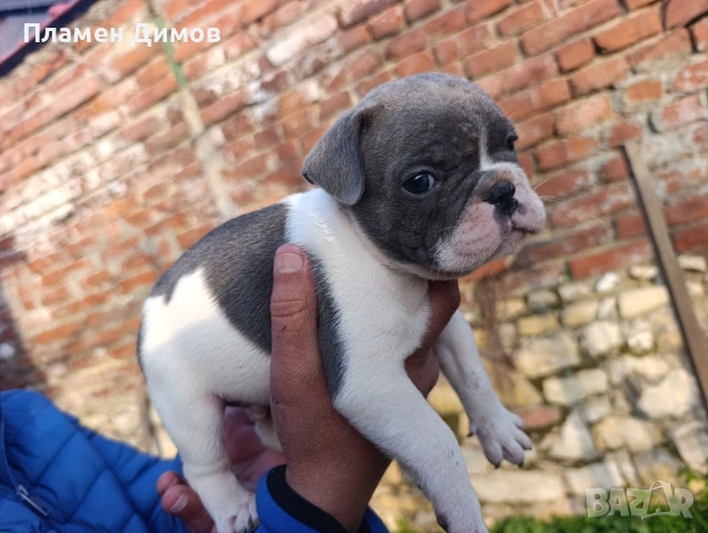 френски булдог синьо , снимка 3 - Френски булдог - 53878507