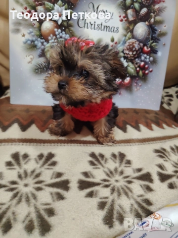 мини йоркширски териер момиче , снимка 4 - Йоркширски териер - 52749209