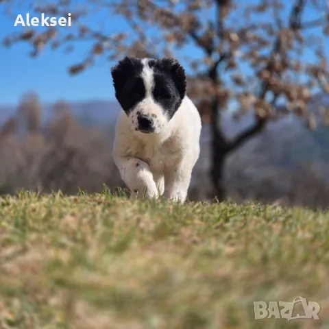 Средноазиатска овчарка–Алабай, снимка 5 - Средноазиатска овчарка - 48611649