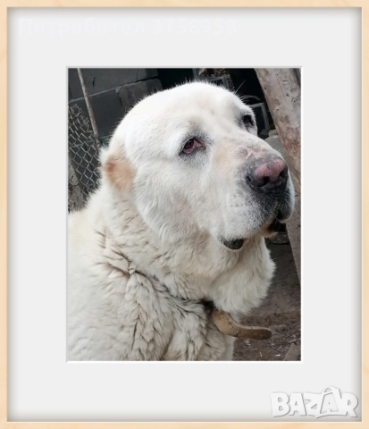 продавам алабаи женски на 1г, снимка 6 - Алабай - 52142140