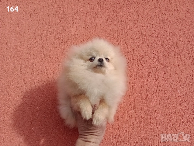 Мини Померан. Миниатюрно момиче. Реални снимки от 17.12.25 г, снимка 5 - Померан - 52725199