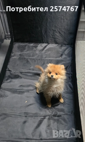 Померански шпиц , снимка 15 - Померан - 52679788