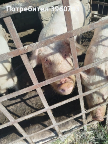 Продавам прасенца и една голяма свиня, снимка 5 - Прасета - 53938417