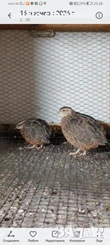 Арлекин пъдпъдък, снимка 6 - други­ - 52924120