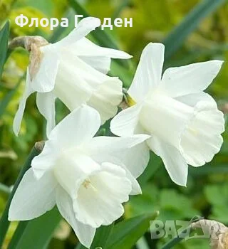 Луковици НАРЦИС, снимка 18 - Градински цветя и растения - 56336423