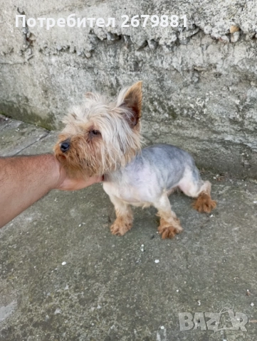 Йорки стандартен размер , снимка 2 - Йоркширски териер - 52586624