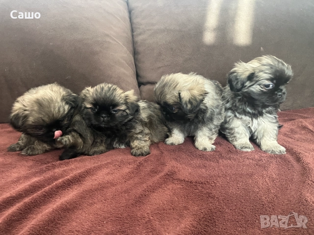 Малки Пекинези, снимка 5 - Пекинез - 52920189