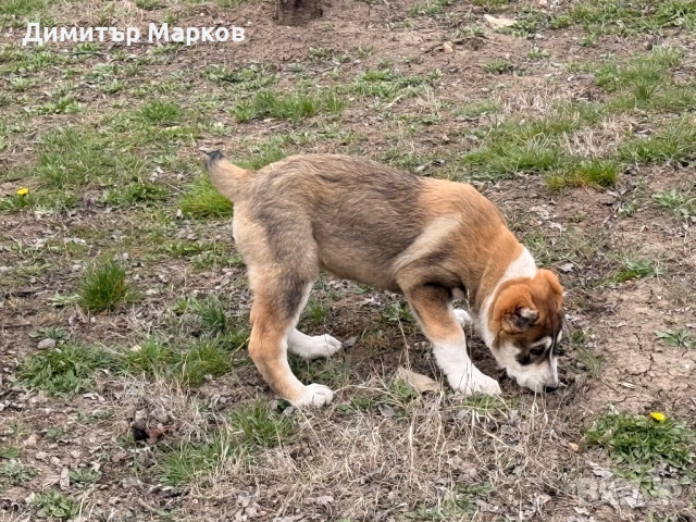 АЛАБАЙ(САО)-женско, снимка 3 - Алабай - 53439801