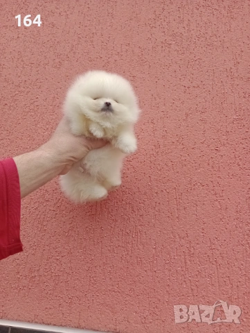 Чисто бели мини Померани. Реални снимки !!! , снимка 18 - Померан - 53904343