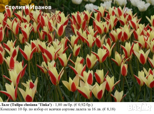 БОТАНИЧЕСКИ ЛАЛЕТА – ЛУКОВИЦИ, снимка 7 - Сортови семена и луковици - 52372825