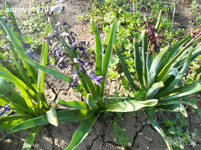 ЗЮМБЮЛ 25ЛВ ЗА ЕДИН В САКСИЯ С ПОЧВА 1104250530, снимка 16 - Градински цветя и растения - 49853465