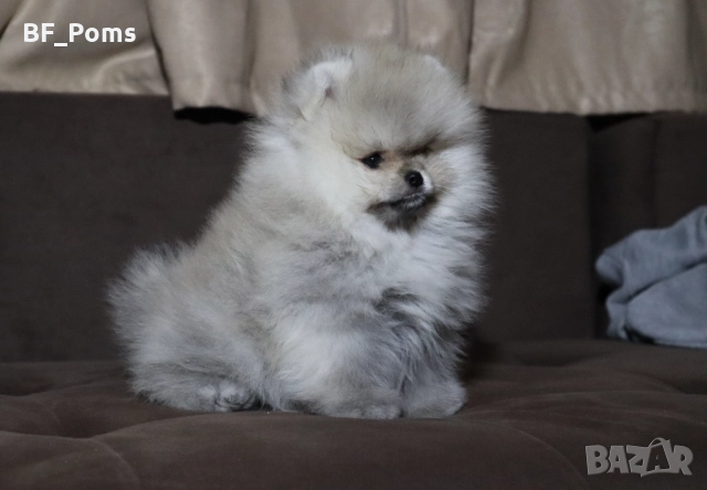 Страхотно момченце померан с родословие FCI, снимка 2 - Померан - 52918943