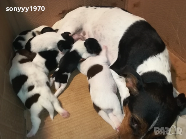 ДЖАК РЪСЕЛ-ПРОДАВАМЕ КУЧЕНЦА 250ЛВ ЗА БРОЙ 2908250958, снимка 10 - Джак ръсел териер - 51530695