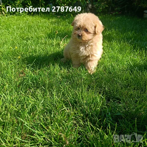 Малтипу Малтипу момиче, снимка 5 - Пудели - 55841951