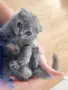 Прекрасни Шотландски Клепоухи котенца (Scottish Fold), снимка 11