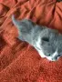 Пухкави  ангорски котенца, снимка 4