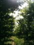 Под наем - черешова градина 4 дка между Крумово и Ягодово, снимка 2