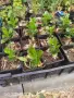 Питоспорум (Pittosporum) – Вечнозелена елегантност и неповторим аромат, снимка 4