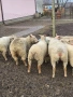 продавам шилета,овце, снимка 3
