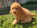 мини пуделчета момчета, снимка 5
