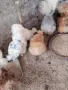 Продавам яйца за лупене. , снимка 3