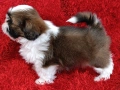 Кученца Ши Тцу /SHIH TZU FCI pedigree , снимка 14
