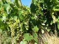 Лозе в близост до гр. Шивачево, снимка 3