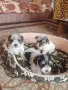 Йорки бивър женски , снимка 4