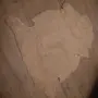 Голяма агнешка кожа, снимка 3