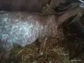 Женски ярета Нубийски , снимка 2