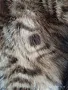 Продавам кожено макси палто с естествен къс косъм, снимка 1
