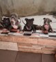 малки страхотни кученца американски питбул свободни, снимка 3
