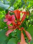 Семена на красиво градинско увивно растение Червена Текома