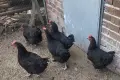 Кокошки черен мед Маран, снимка 3