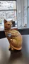 Нова Статуетка Котка Декорация Коте 25см, снимка 7