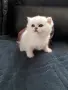 ТОП КОТЕНЦА НА ТОП ЦЕНА, снимка 4