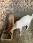 Продавам мъжки ярета, снимка 1