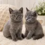 Британски късокосмести котенца, снимка 2