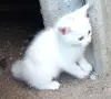Подаряваме котета., снимка 5