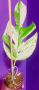 Epipremnum marbel, снимка 1 - Стайни растения - 44926308