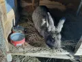 продавам зайци - различни породи и възрасти, снимка 8