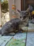 Женски котета търсят дом, снимка 8