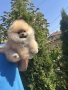Померан померанче момче , снимка 3