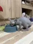 Канадски сфинкс момченце , снимка 5