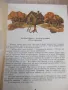 Книга "Малък Иван-разум голям - Николай Тодоров" - 184 стр., снимка 4