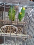 Парот център Бургас продава двойка синьочели амазони , снимка 2